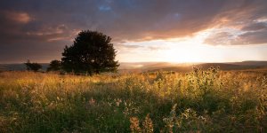 Sunlit Thistles, Mitchell Field by Chris Gilbert